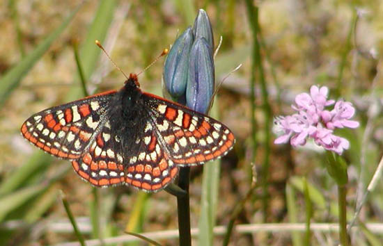 taylor's_checkerspot