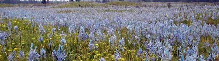 A field of camas flowers