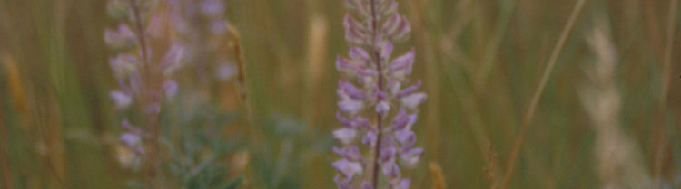 A purple flower in a field