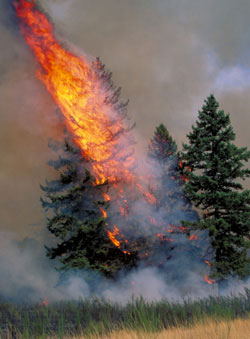 A burning fir tree