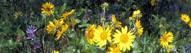 A field of wildflowers