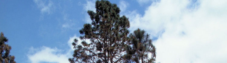 The top of a pine tree