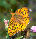 “Habitat Enhancement for Rare Butterflies on Fort Lewis Prairies”  