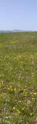 A field of small yellow flowers