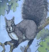 “Strategies for Enhancing Western Gray Squirrels on Fort Lewis”  