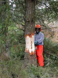  Girdling Fir in an Oak Woodland