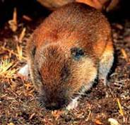  Mazama Pocket Gopher 