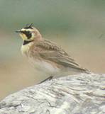    Streaked Horned Lark  