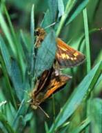    Mardon Skipper  