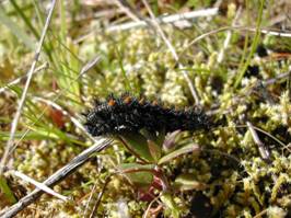  Taylor’s Checkerspot caterpillar feeding on Collinsia parviflora at Bald Hill NAP  