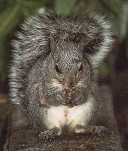   Western Gray Squirrel  