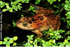  Oregon Spotted Frog 