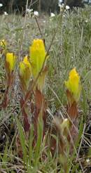 Find out more about Rare Prairie Plants 