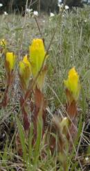    Golden Paintbrush at   Rocky Prairie NAP  