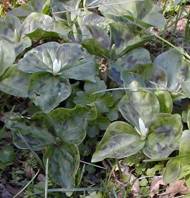   Trillium parviflorum at   Scatter Creek Wildlife Area  