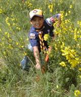 A boy scout pulling out Scotch Broom