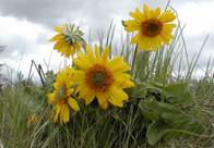 Balsam flowers