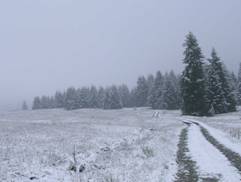 A snowy field on the edge of a forest