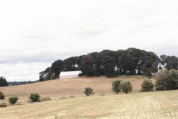 A small patch of woodland creates a refuge for wildlife and improves their ability to migrate across agricultural landscapes