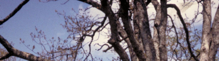 A leafless tree against a blue sky