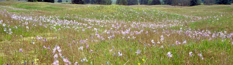 A prairie filled with purple flowers
