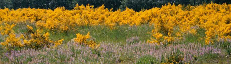 A field of Scotch Broom