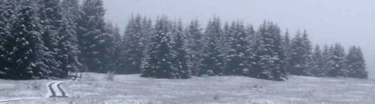 A snowy forest on the edge of a prairie