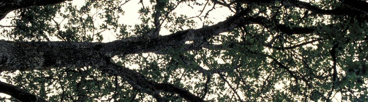 A leafy, green tree, seen from below